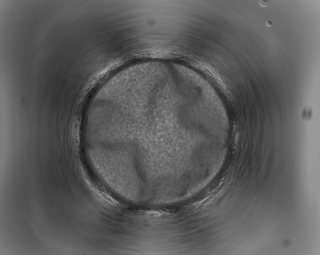 X0000099560542200806061542