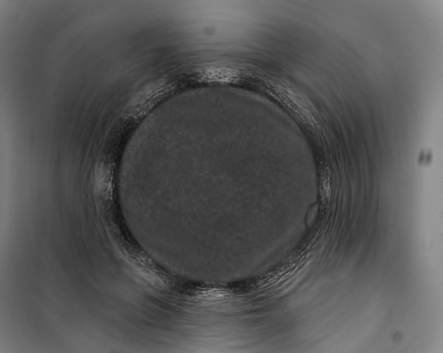 X0000099560551200806061542