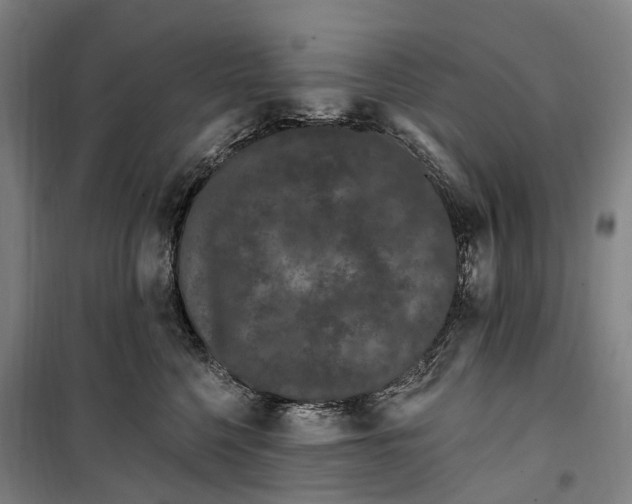 X0000099560568200806061542