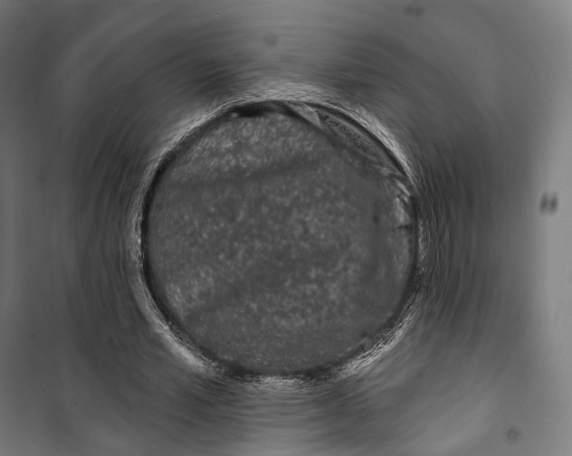 X0000099560581200806061542