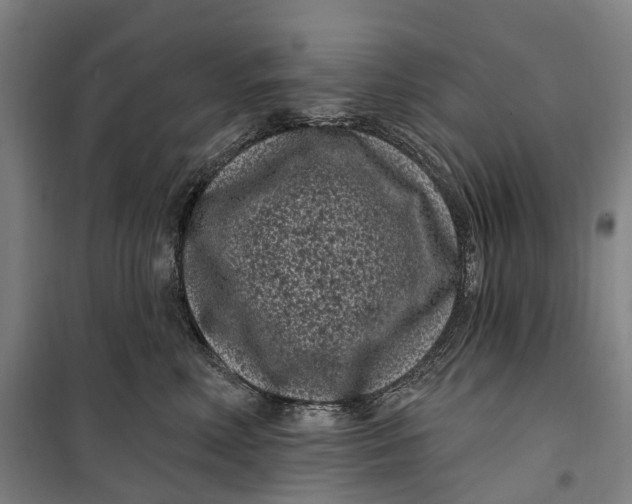 X0000099560618200806061541