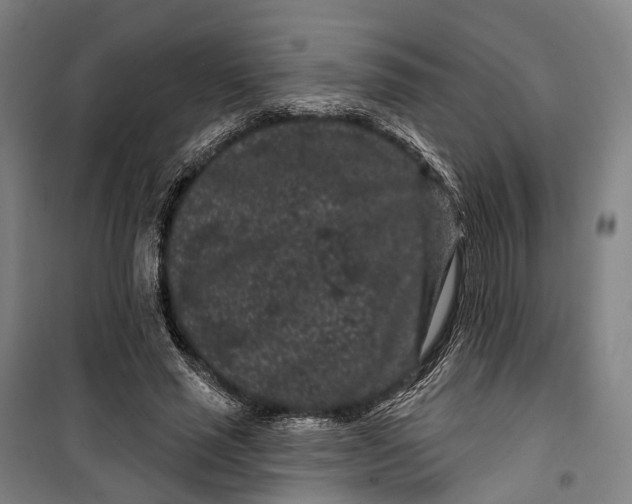 X0000099560637200806061540