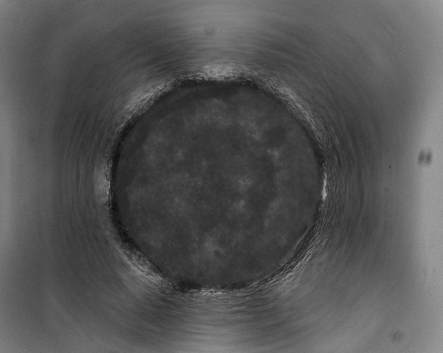 X0000099560640200806061540