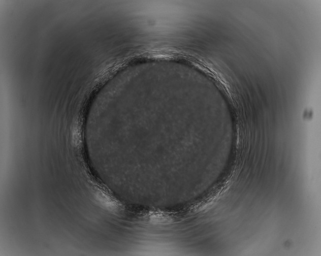 X0000099560641200806061540