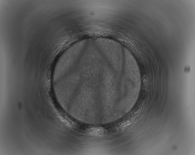 X0000099560642200806061540