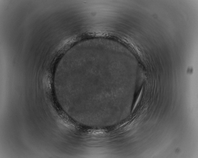 X0000099560643200806061540