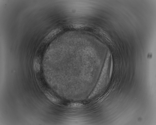 X0000099560644200806061540