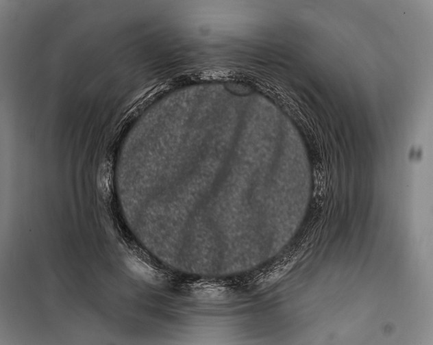 X0000099560648200806061540