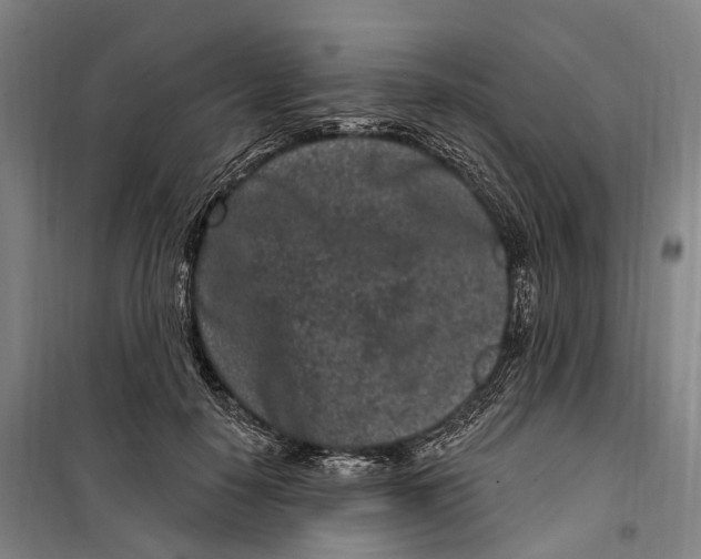 X0000099560650200806061541