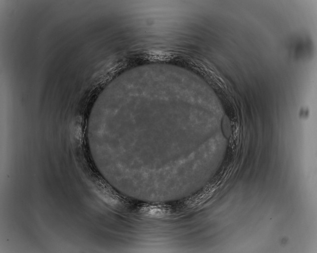 X0000099560655200806061541