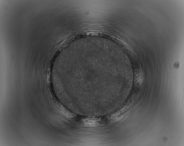 X0000099560661200806061541