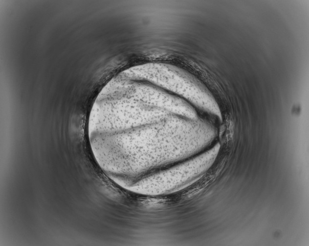 X0000099560664200806061541