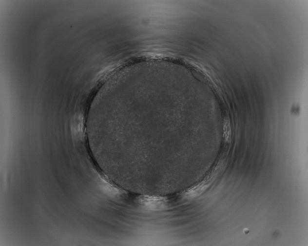 X0000099560670200806061541