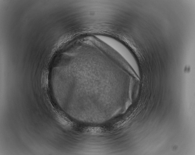 X0000099560685200806061540