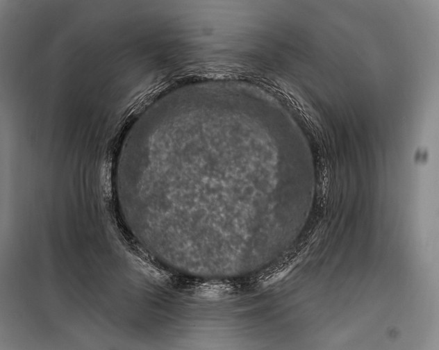 X0000099560696200806061540