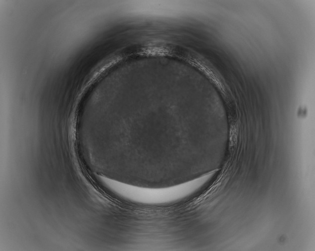 X0000099560722200806061539