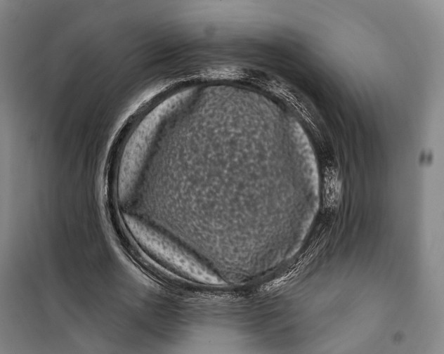 X0000099560726200806061539