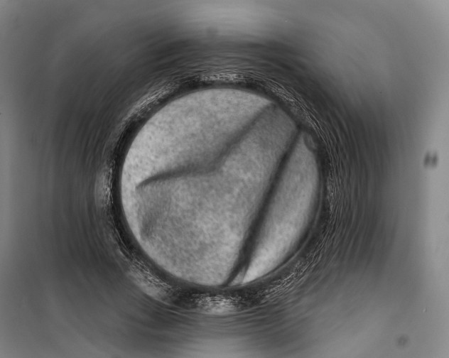 X0000099560735200806061539