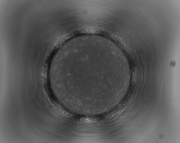 X0000099560739200806061539