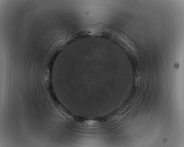 X0000099560748200806061539