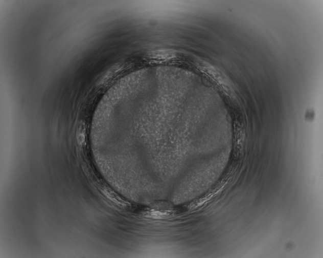 X0000099560758200806061539