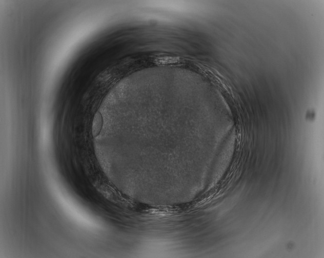 X0000099560763200806061539