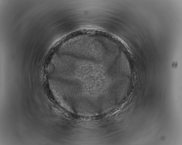 X0000099560775200806061539