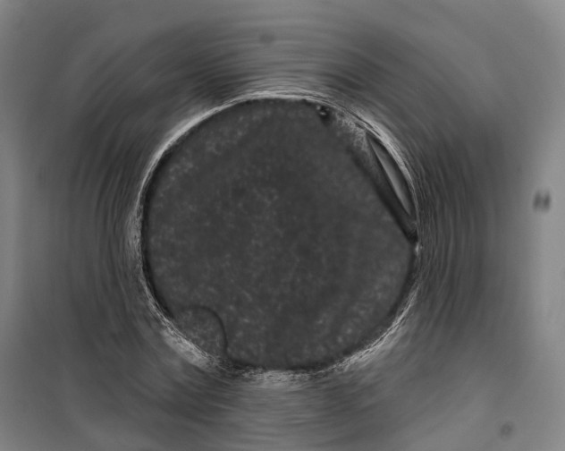 X0000099560779200806061539