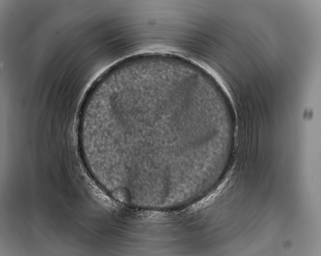 X0000099560783200806061539