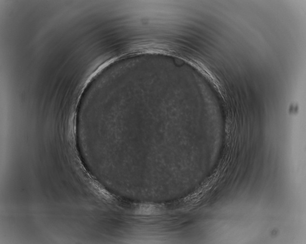 X0000099560790200806061538