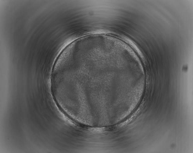 X0000099560810200806061538