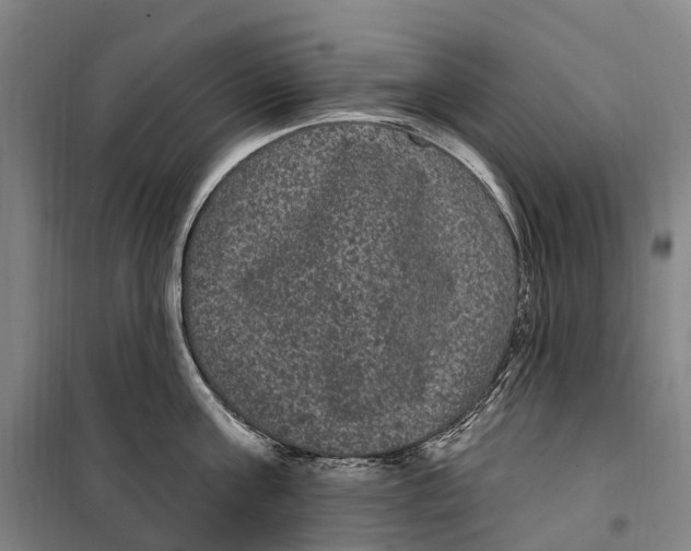 X0000099560811200806061538