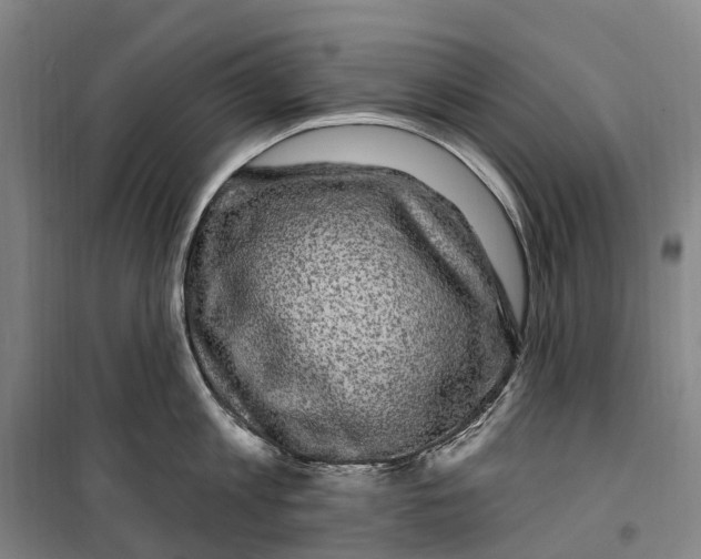 X0000099560813200806061538