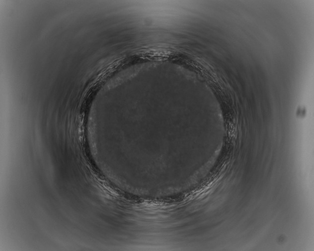 X0000099560818200806061537