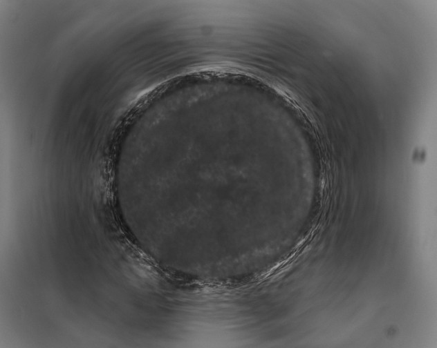 X0000099560822200806061538