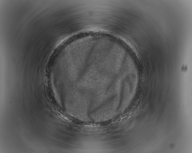 X0000099560823200806061538