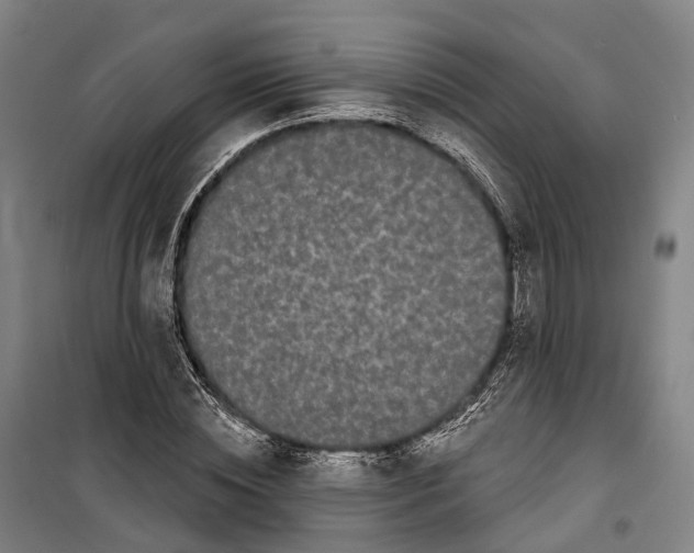 X0000099560828200806061538