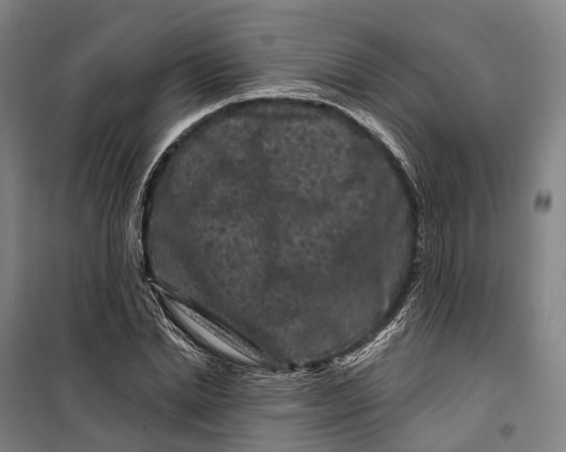 X0000099560830200806061538