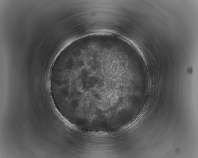 X0000099560851200806061538