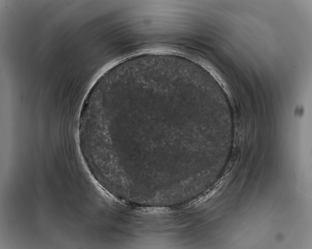 X0000099560853200806061538