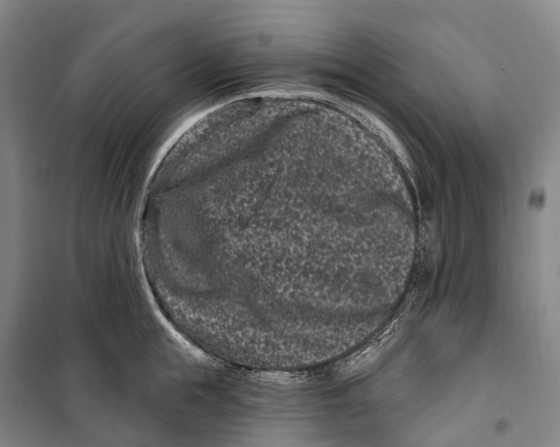 X0000099560855200806061538