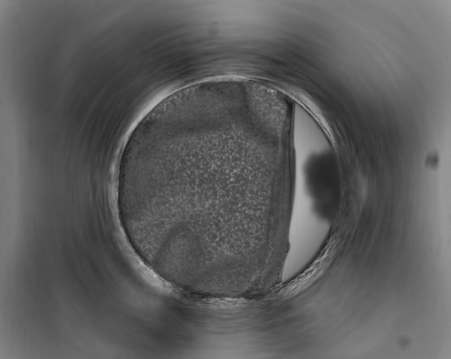 X0000099560859200806061538