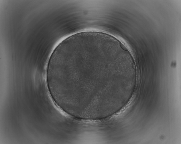 X0000099560862200806061538