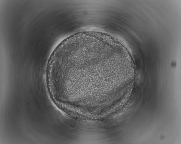 X0000099560863200806061538