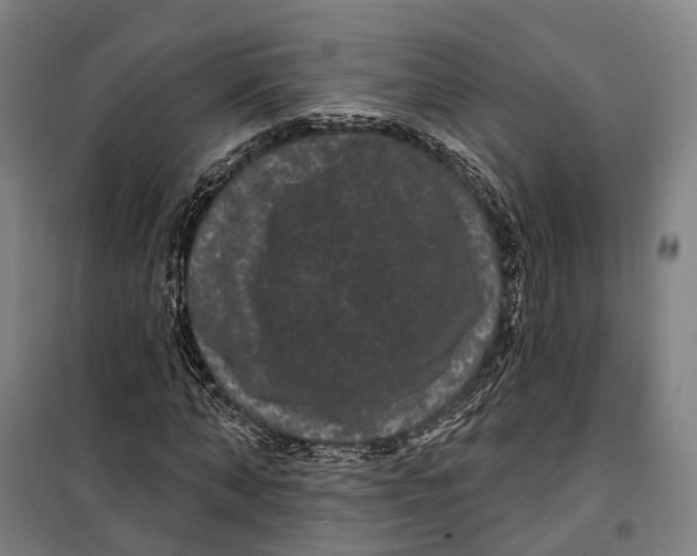 X0000099560870200806061537