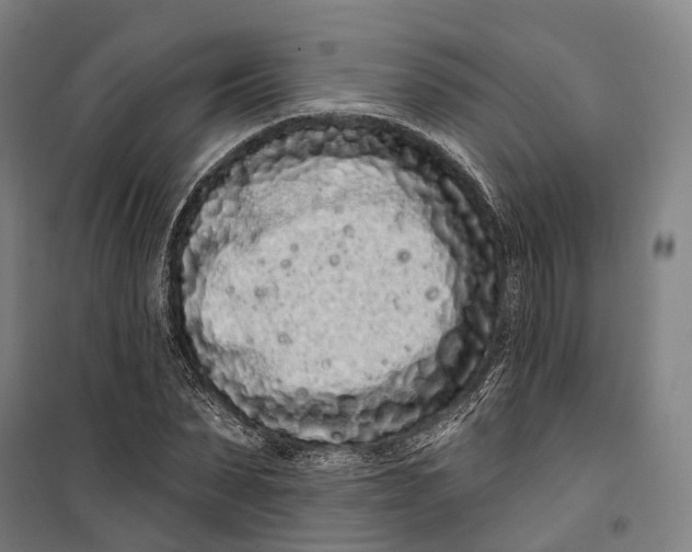 X0000099560879200806061537