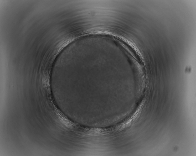 X0000099560881200806061537