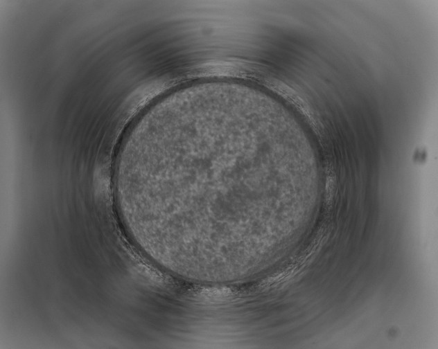 X0000099560882200806061537