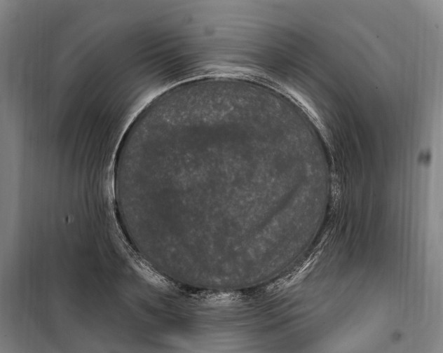 X0000099560891200806061537