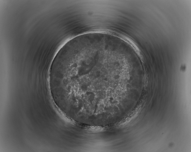 X0000099560907200806061537